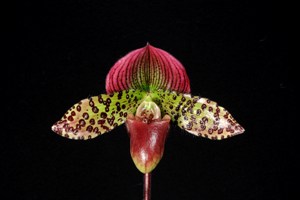 Paphiopedilum Cocoa Wonder Deep Red HCC 76 pts.